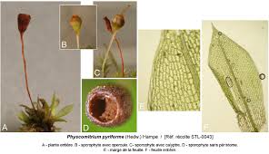 Attēlu rezultāti vaicājumam “Physcomitrium pyriforme sporophyte”