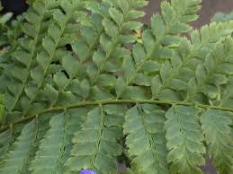 Attēlu rezultāti vaicājumam “Polystichum braunii”