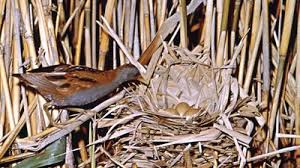 Image result for Porzana parva