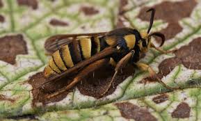 Attēlu rezultāti vaicājumam “Sesia apiformis”