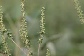 Attēlu rezultāti vaicājumam “Ambrosia artemisiifolia fruit”
