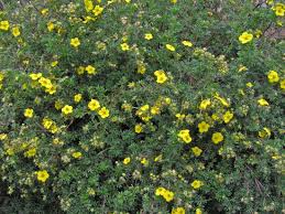 Attēlu rezultāti vaicājumam “Pentaphylloides fruticosa flower”