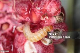 Attēlu rezultāti vaicājumam “Byturidae”