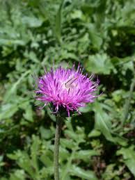 Image result for Alpendistel