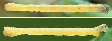 Attēlu rezultāti vaicājumam “Thalera fimbrialis”