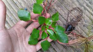 Attēlu rezultāti vaicājumam “Trapa natans leaf”