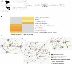 Attēlu rezultāti vaicājumam “Diderma simplex macro”