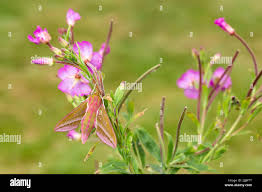 Attēlu rezultāti vaicājumam “Deilephila elpenor imago”