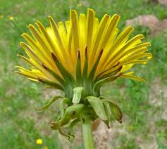 Attēlu rezultāti vaicājumam “Taraxacum suecicum flower”