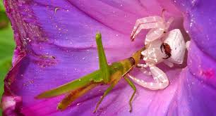 Attēlu rezultāti vaicājumam “Thomisidae”