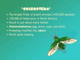 Attēlu rezultāti vaicājumam “Coleoptera”