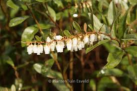 Attēlu rezultāti vaicājumam “Chamaedaphne calyculata”