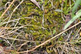 Attēlu rezultāti vaicājumam “Pseudocalliergon turgescens”