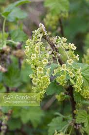 Attēlu rezultāti vaicājumam “Ribes rubrum flower”