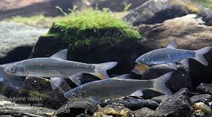 Image result for Chondrostoma nasus