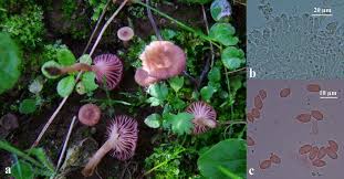 Attēlu rezultāti vaicājumam “Rimbachia neckerae”