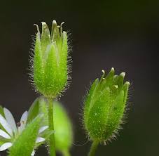 Attēlu rezultāti vaicājumam “Stellaria crassifolia”