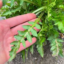 Attēlu rezultāti vaicājumam “Rorippa palustris leaf”