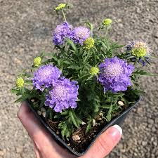 Image result for Scabiosa columbaria