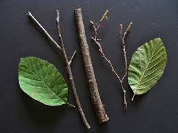 Attēlu rezultāti vaicājumam “Frangula alnus leaf”