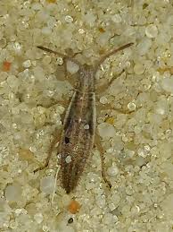 Attēlu rezultāti vaicājumam “Myrmus miriformis”