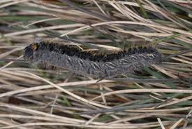 Attēlu rezultāti vaicājumam “Lasiocampa trifolii”