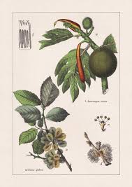 Attēlu rezultāti vaicājumam “Ulmus glabra fruit”