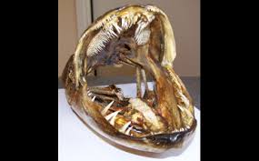 Image result for Esox masquinongy