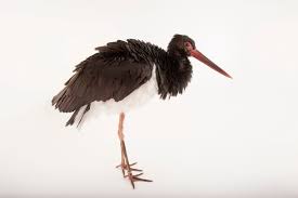 Attēlu rezultāti vaicājumam “Ciconia nigra”