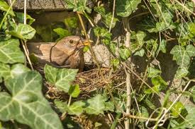 Attēlu rezultāti vaicājumam “Turdus merula eggs”