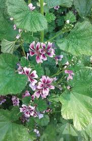 Image result for Malva sylvestris 'Zebrina'