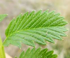 Attēlu rezultāti vaicājumam “Argentina anserina leaf”