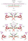 The insoluble <b>fibrin</b>
