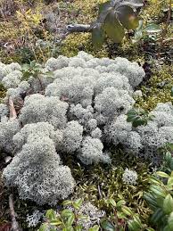 Attēlu rezultāti vaicājumam “Cladonia stygia”