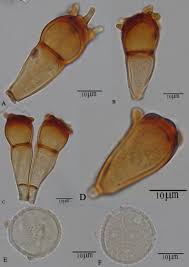 Attēlu rezultāti vaicājumam “Puccinia coronata”