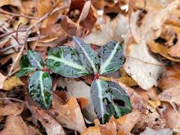 Attēlu rezultāti vaicājumam “Chimaphila umbellata leaf”