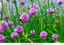 Attēlu rezultāti vaicājumam “Allium schoenoprasum flower”