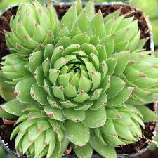 Attēlu rezultāti vaicājumam “Sedum pallidum”