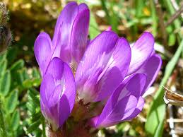 Attēlu rezultāti vaicājumam “Astragalus danicus flower”