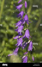 Attēlu rezultāti vaicājumam “Campanula bononiensis”