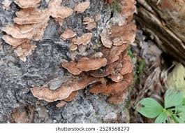 Attēlu rezultāti vaicājumam “Phellinus nigrolimitatus”