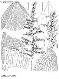 Attēlu rezultāti vaicājumam “Calliergon megalophyllum”