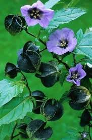 Attēlu rezultāti vaicājumam “Nicandra physalodes fruit”