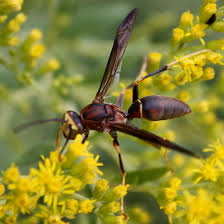 Attēlu rezultāti vaicājumam “Polistes”