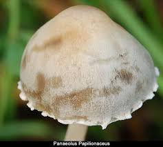 Attēlu rezultāti vaicājumam “Panaeolus papilionaceus”