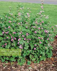 Image result for Malva sylvestris 'Zebrina'