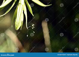 Attēlu rezultāti vaicājumam “Chrysopidae eggs”