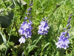 Attēlu rezultāti vaicājumam “Veronica austriaca subsp. teucrium”