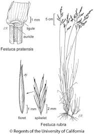 Attēlu rezultāti vaicājumam “Festuca rubra subsp. rubra fruit”