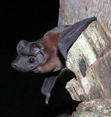 Attēlu rezultāti vaicājumam “Chiroptera”